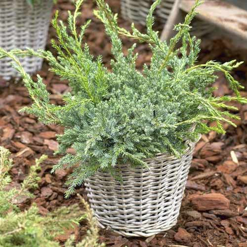 Jalovec šupinatý Blue Carpet, C2 obrázek 1 artikel 7743