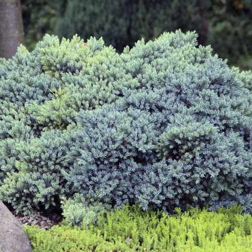 Jalovec šupinatý Blue Star, C2 obrázek 1 artikel 7744