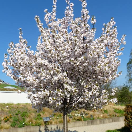 Japonská třešeň Sunset Boulevard obrázek 1 artikel 2043