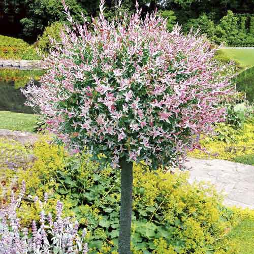 Japonská vrba Hakuro Nishiki obrázek 1 artikel 5626