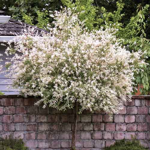 Japonská vrba Pendula, С5 artikel fotografie 1 Japonská vrba Pendula, С5 obrázek 1 artikel 7714