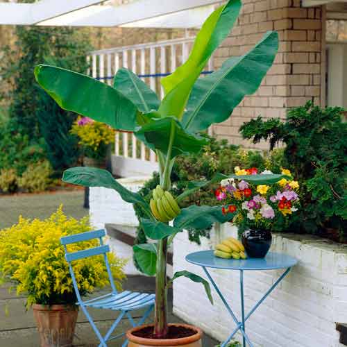 Japonský banán obrázek 1 artikel 5618