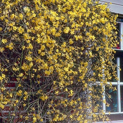 Jasmín Nudiflorum obrázek 1 artikel 76698