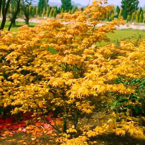 Javor japonský Orange Dream obrázek 1 artikel 5584