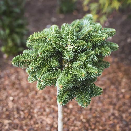 Jedle korejská Forest Child, C4 artikel fotografie 1 Jedle korejská Forest Child, C4 obrázek 1 artikel 8240