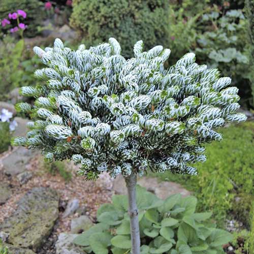 Jedle korejská Kohout's Icebreaker ®, C4 artikel fotografie 1 Jedle korejská Kohout's Icebreaker ®, C4 obrázek 1 artikel 8241