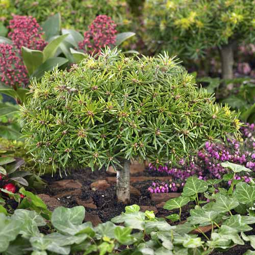 Jedle korejská Kristall Kugel, C4 obrázek 1 artikel 8242