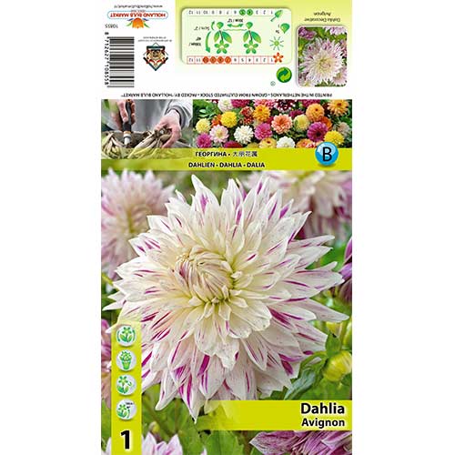 Jiřina Avignon obrázek 1 artikel 70480