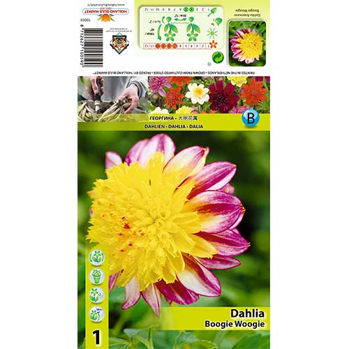 Jiřina Boogie Woogie obrázek 1 artikel 70371