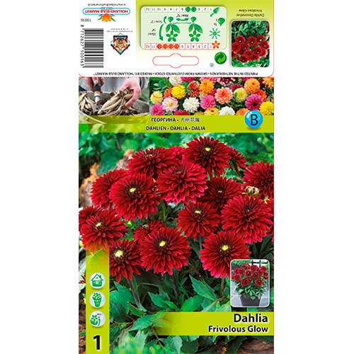 Jiřina Frivolous Glow obrázek 1 artikel 70372