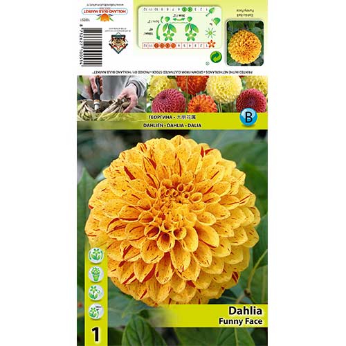 Jiřina Funny Face obrázek 1 artikel 70483