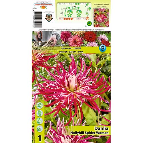 Jiřina Hollyhill Spider Woman obrázek 1 artikel 70375