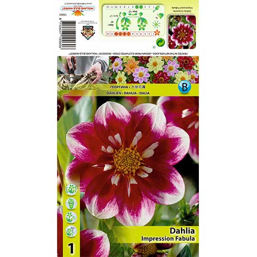 Jiřina Impressional Fabula obrázek 1 artikel 70376