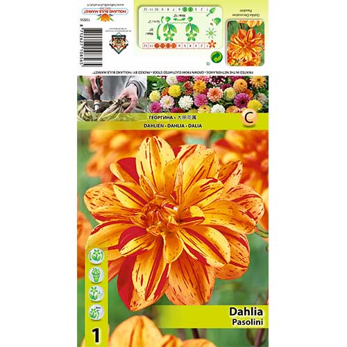 Jiřina Pasolini obrázek 1 artikel 70380