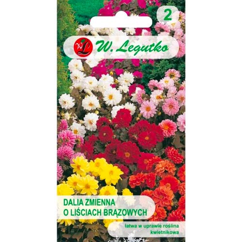 Jiřina pestrá trpasličí Diablo, směs obrázek 1 artikel 69579