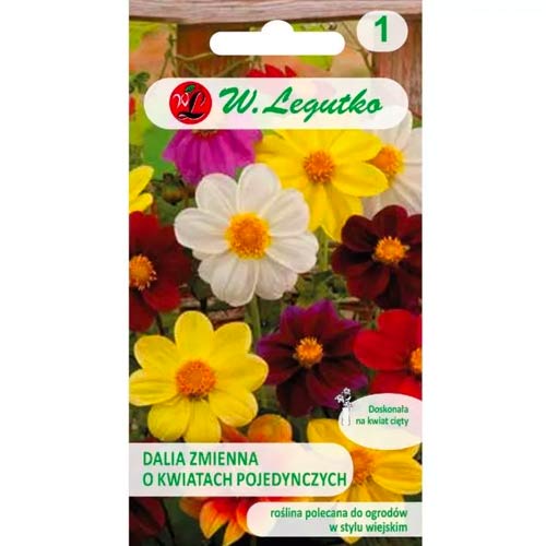 Jiřina pestrá trpasličí Mignon, směs obrázek 1 artikel 78548