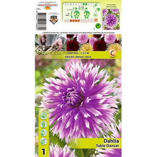 Jiřina Table dancer artikel fotografie 1 Jiřina Table dancer obrázek 1 artikel 70382