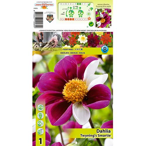 Jiřina Twyning‘s Smartie obrázek 1 artikel 70383