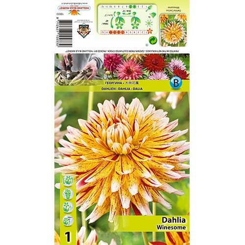 Jiřina Winesome artikel fotografie 1 Jiřina Winesome obrázek 1 artikel 70481