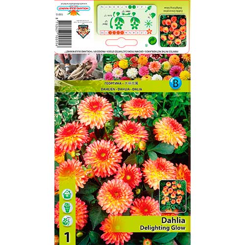 Jiřina Delighting Glow obrázek 1 artikel 76566