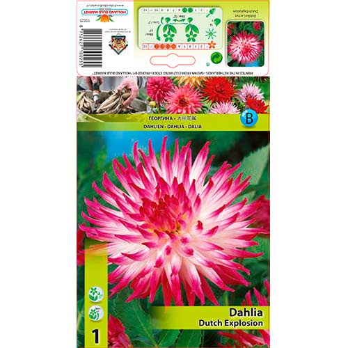 Jiřina Dutch Explosion obrázek 1 artikel 76206