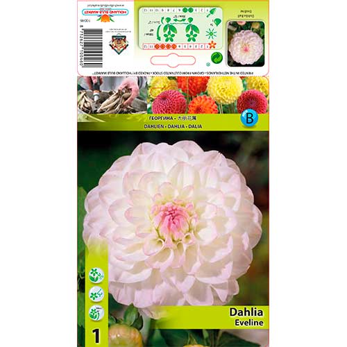 Jiřina Eveline artikel fotografie 1 Jiřina Eveline obrázek 1 artikel 76583