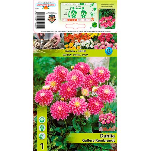 Jiřina Gallery Rembrandt obrázek 1 artikel 76209