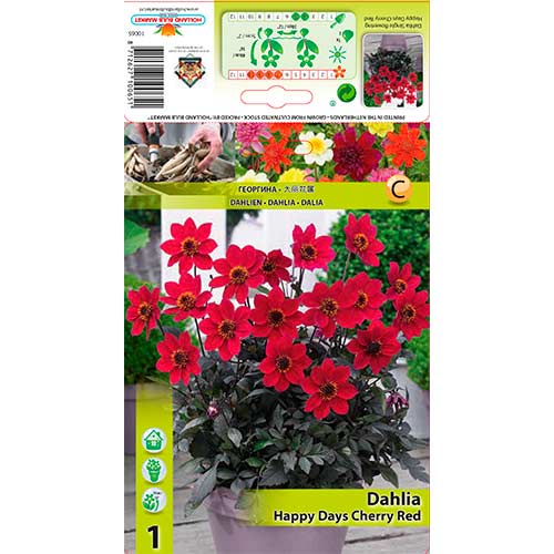 Jiřina Happy Days Cherry Red obrázek 1 artikel 76210