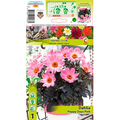 Jiřina Happy Days Pink obrázek 1 artikel 76212