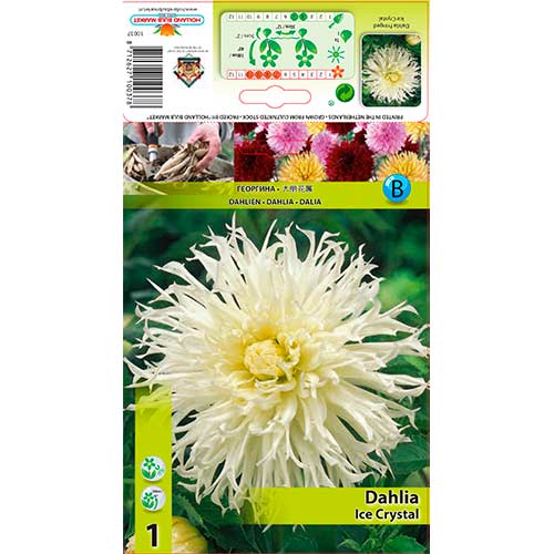 Jiřina Ice Crystal artikel fotografie 1 Jiřina Ice Crystal obrázek 1 artikel 76560