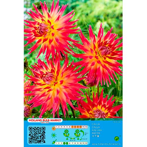 Jiřina kaktusová Bora Bora artikel fotografie 1 Jiřina kaktusová Bora Bora obrázek 1 artikel 76411