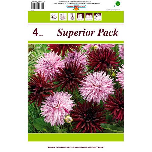 Jiřina kaktusová, směs barev obrázek 1 artikel 76412