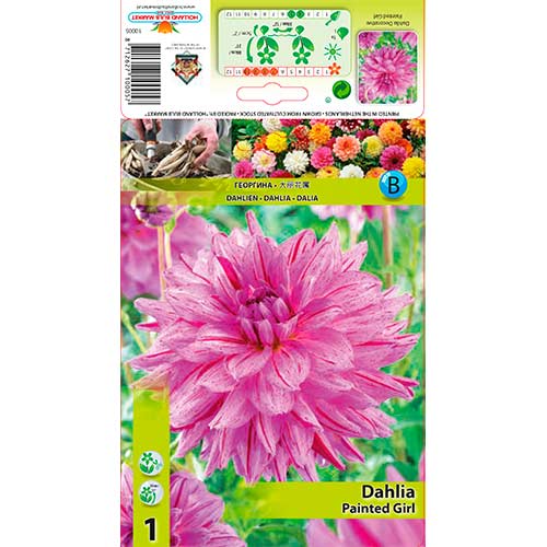 Jiřina Painted Girl obrázek 1 artikel 76574