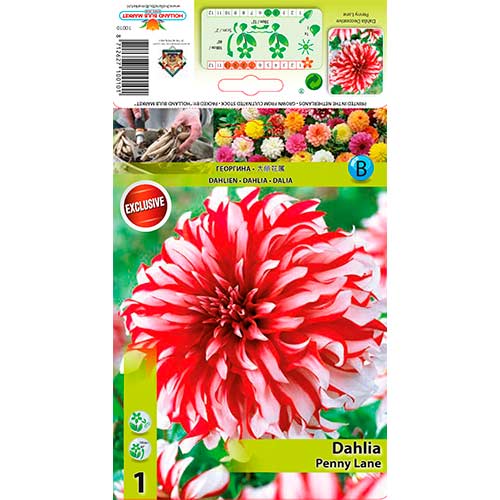 Jiřina Penny Lane obrázek 1 artikel 76217