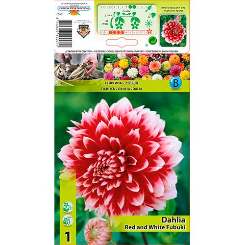 Jiřina Red and White Fubuki artikel fotografie 1 Jiřina Red and White Fubuki obrázek 1 artikel 76220