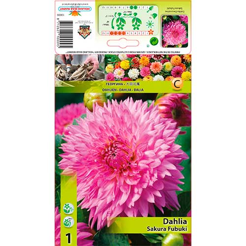 Jiřina Sakura Fubuki obrázek 1 artikel 76221