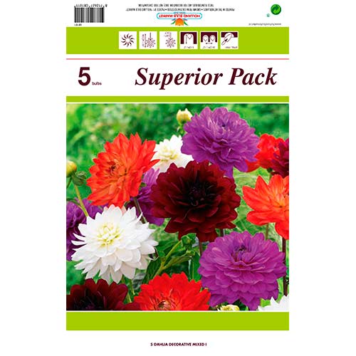 Jiřina, směs barev obrázek 1 artikel 76415