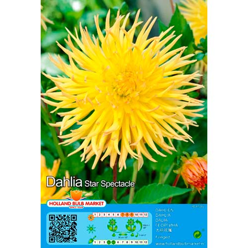 Jiřina Star Spectacle obrázek 1 artikel 76428