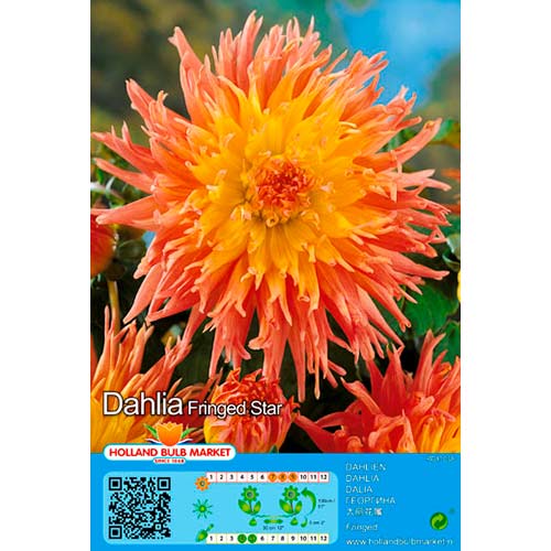 Jiřina střapatá Fringed Star obrázek 1 artikel 76417