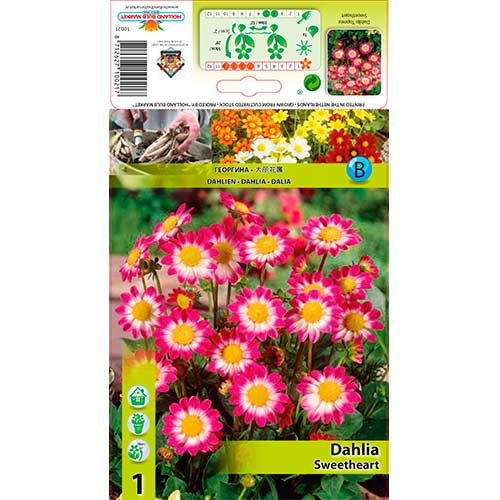 Jiřina Sweetheart obrázek 1 artikel 76577