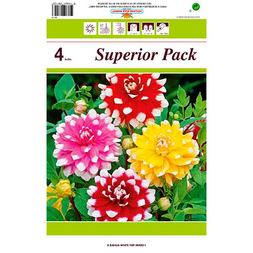 Jiřina White Top, směs barev obrázek 1 artikel 76431