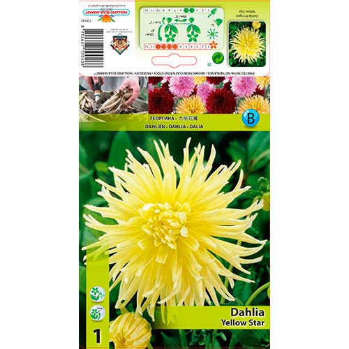 Jiřina Yellow Star obrázek 1 artikel 76432