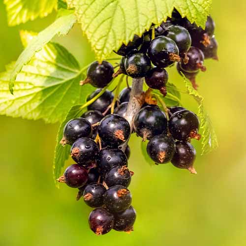 Josta obrázek 1 artikel 5834