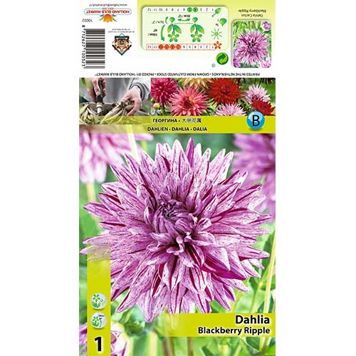 Jřina Blackberry Ripple obrázek 1 artikel 70370