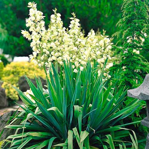 Juka Filamentosa artikel fotografie 1 Juka Filamentosa obrázek 1 artikel 5633