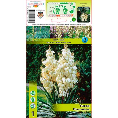 Juka Filamentosa obrázek 1 artikel 76366