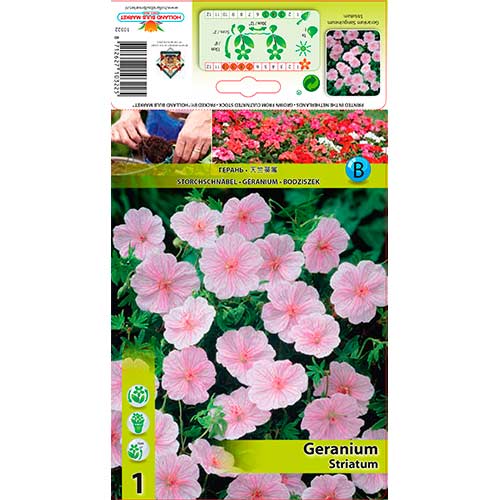 Kakost luční Striatum artikel fotografie 1 Kakost luční Striatum obrázek 1 artikel 76584