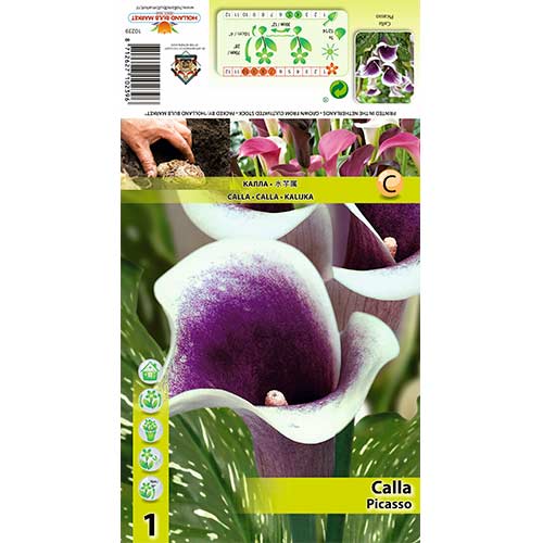 Kala Picasso obrázek 1 artikel 70362