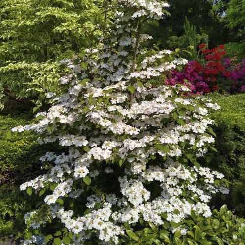 Kalina Kilimandjaro Sunrise PBR, C3 obrázek 1 artikel 8586