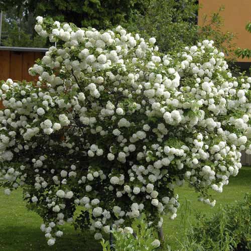 Kalina Roseum, C3 obrázek 1 artikel 8585